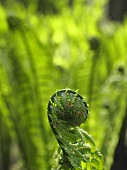 A fern shoot