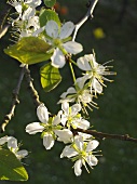 Plum blossom on branch