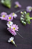 Baby primrose flowers on silver wire
