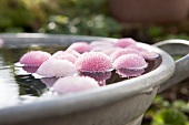 Pink daisies floating in a zinc bath