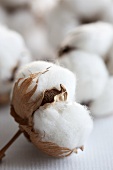 Cotton - ripe cotton bolls