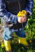 A little girl holding a bunch of dandelions