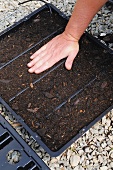 Soil in a container with a watering system being tampered down
