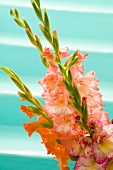 Gladiola flowers, assorted colors