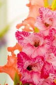 Orange- & pinkfarbene Gladiolenblüten (Nahaufnahme)