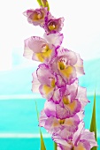 Purple and yellow gladioli