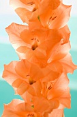 Orangefarbene Gladiolenblüten (Nahaufnahme)