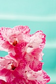 Pink gladioli