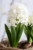 White hyacinths