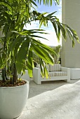 Eine grosse Kübelpflanze und eine gepolsterte Sitzbank auf einer Terrasse