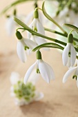 Snowdrops