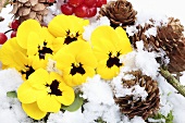 Pansies and pine cones in the snow