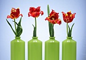 Red tulips in green vases