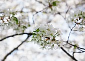 Cherry blossom on branch