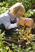Small boy emptying basket of potatoes