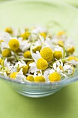 Chamomile flowers in glass bowl