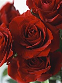 Dark red roses (close-up)