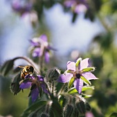 Borage flowers with bee in open air