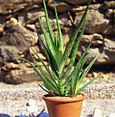 Aloe vera im Topf vor Steinmauer