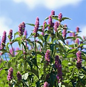 Flowering anise hyssop in the open air