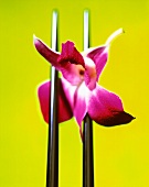 Purple orchid on chopsticks