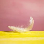 A fluffy, white feather 