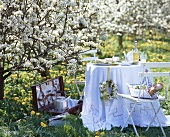 Picnic under pear trees in blossom