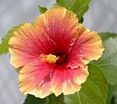 Hibiscus flower, close-up