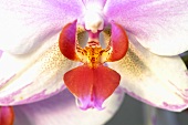 An orchid