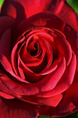 Eine rote Rosenblüte