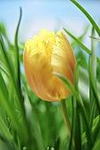 Gelbe Tulpe im Gras