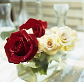 weiße und rote Rosen