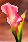 Rosa Calla-Blüte