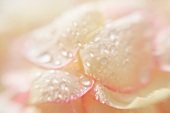 White rose petals with drops of water (close-up)