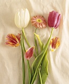 Tulips and gerbera