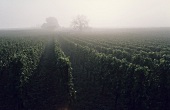 Vineyard in mist, Rheingau, Germany