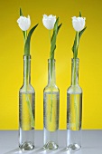 Drei Flaschen mit weissen Tulpen