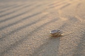 Clam shell in sand