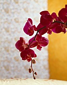 Rosa Orchideen mit Knospen