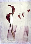 Red calla lilies in a glass