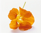 Orange Nasturtium