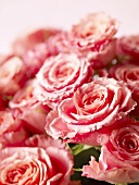 Viele pinkfarbene Rosen