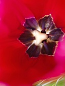 Blick ins Innere einer roten Tulpe