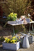 Spring flowers and a watering can in a garden