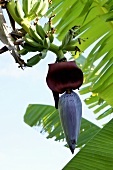 A banana flower and young bananas on a tree