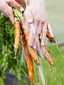 Fresh carrots from the garden being washed