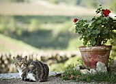 Cat next to a flower pot with geraniums