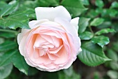 Pale Pink Rose on Plant