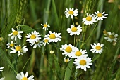 Camomile flowers in a field