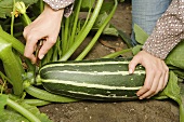 A marrow being harvested